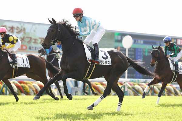 一口出資馬選定時のメモ